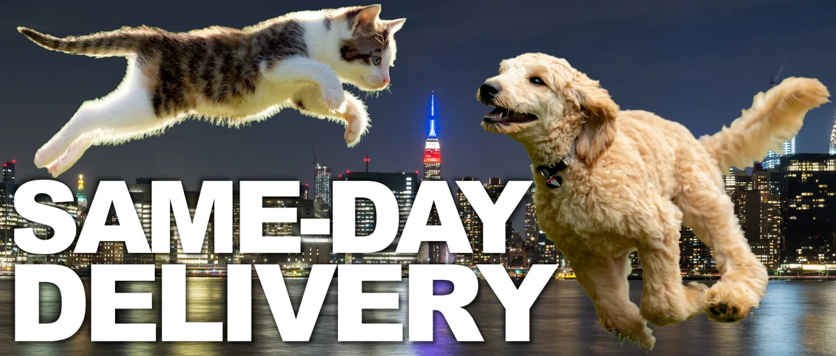 New York's Finest Pet Fashion